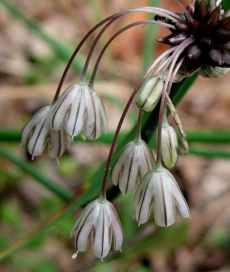 Изображение особи Allium oleraceum.