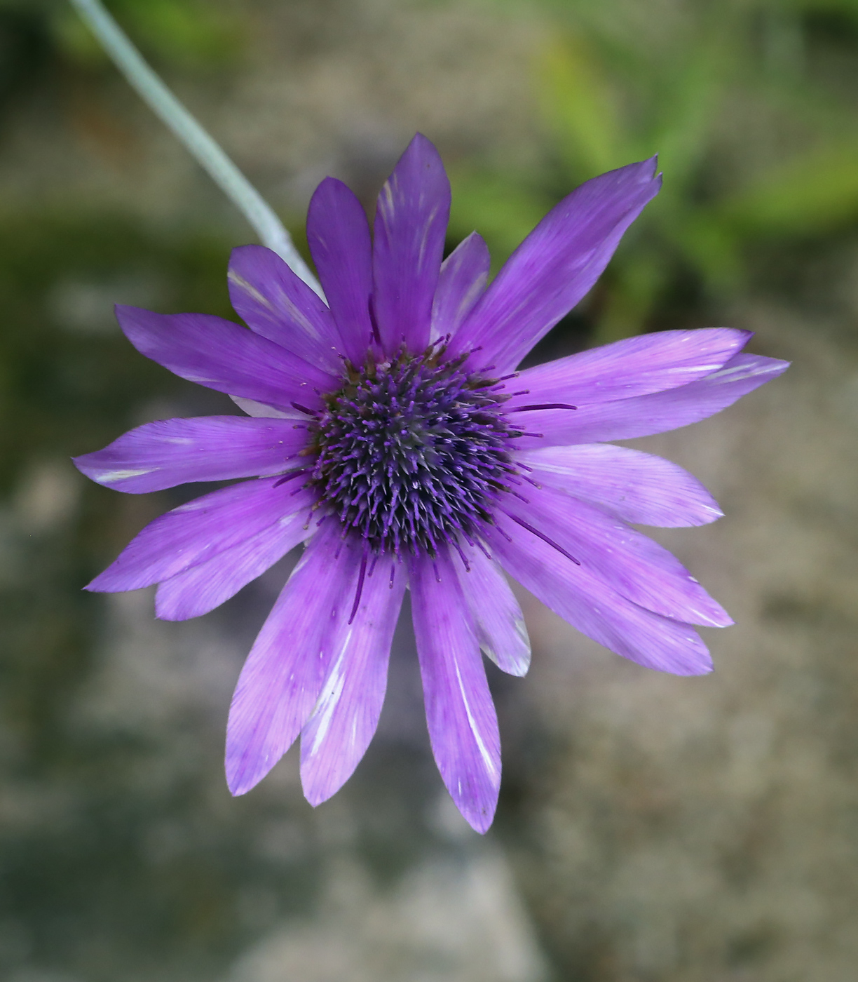 Image of Xeranthemum annuum specimen.