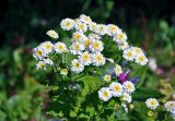 Pyrethrum parthenium. Верхушка побега с соцветиями. Московская обл., г. Железнодорожный, в культуре. 26.06.2020.