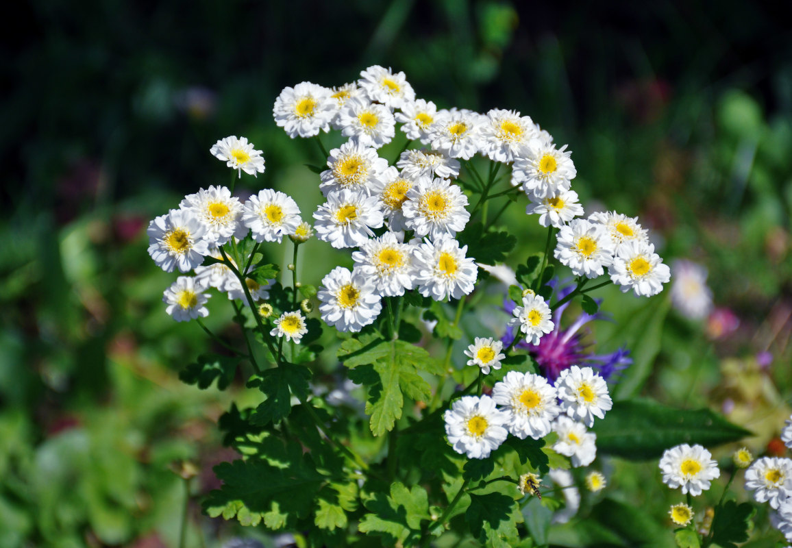 Image of Pyrethrum parthenium specimen.