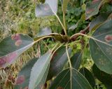 Populus longifolia. Верхушка побега с поражёнными листьями. Тверская обл., Весьегонский р-н, с. Чистая Дуброва, в озеленении. 22 июля 2020 г.