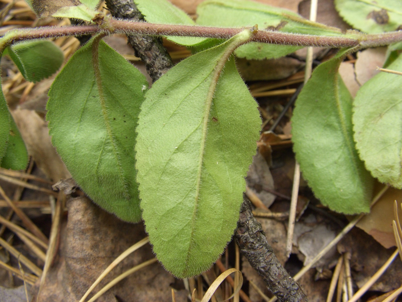 Image of Veronica officinalis specimen.