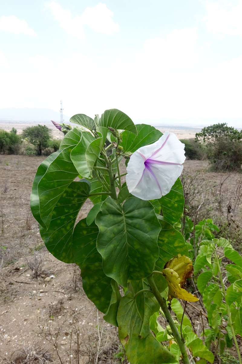 Изображение особи Ipomoea hildebrandtii.