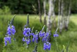 Veronica teucrium. Соцветия. Тульская обл., Дубенский р-н, окр. дер. Ивановка, левый склон долины р. Дубна, бровка небольшого овражка, суходольный луг. 15.06.2012.