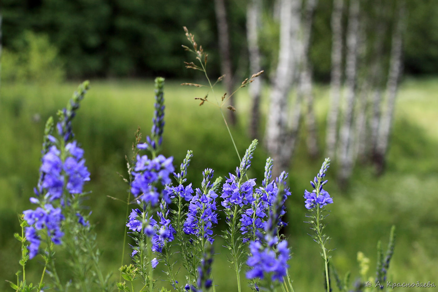 Image of Veronica teucrium specimen.