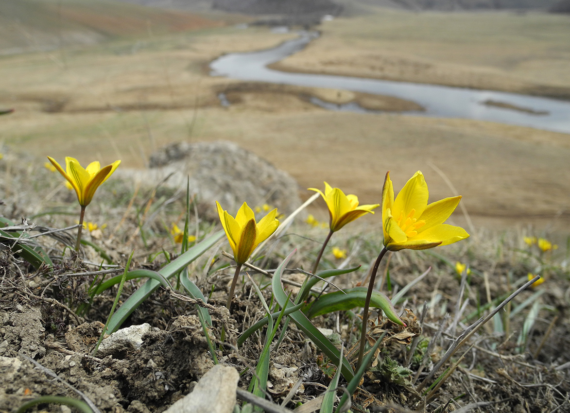 Image of Tulipa uniflora specimen.