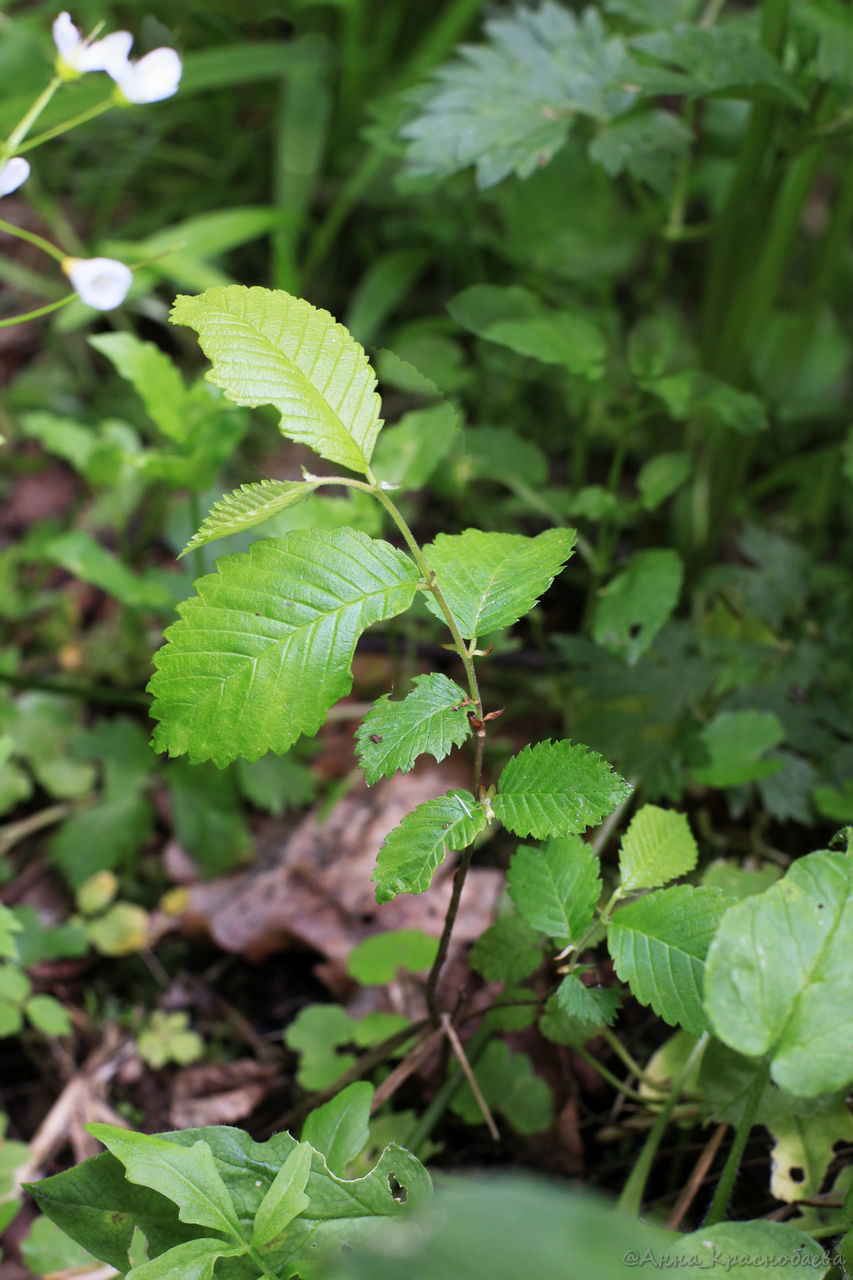 Image of Ulmus laevis specimen.