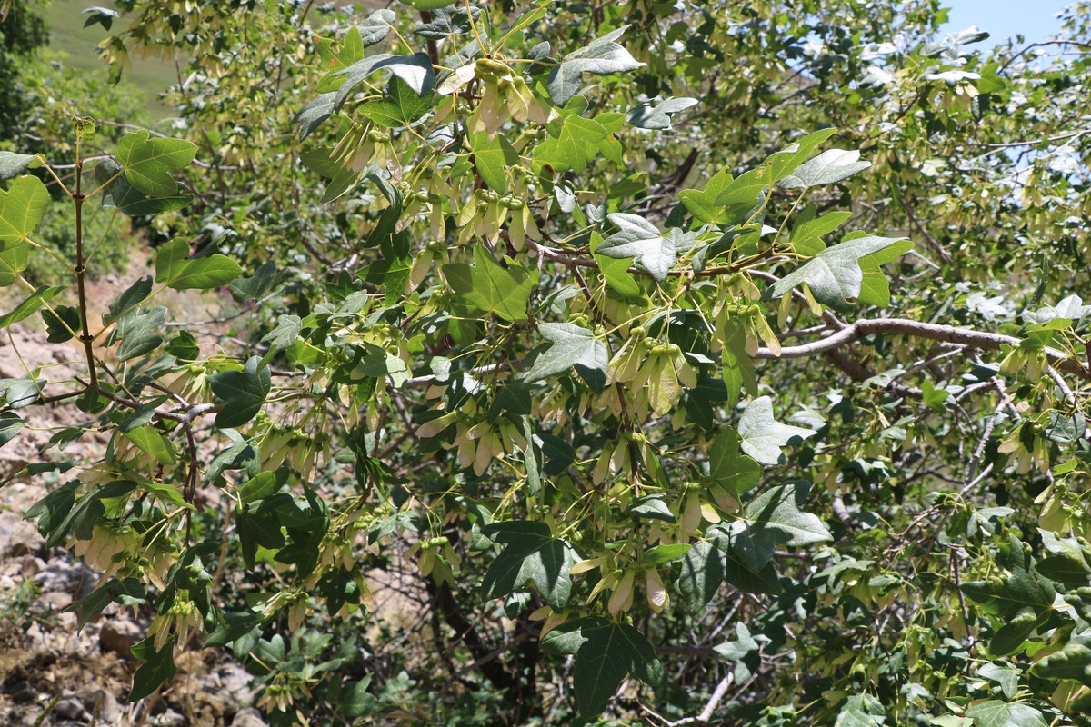 Image of Acer ibericum specimen.