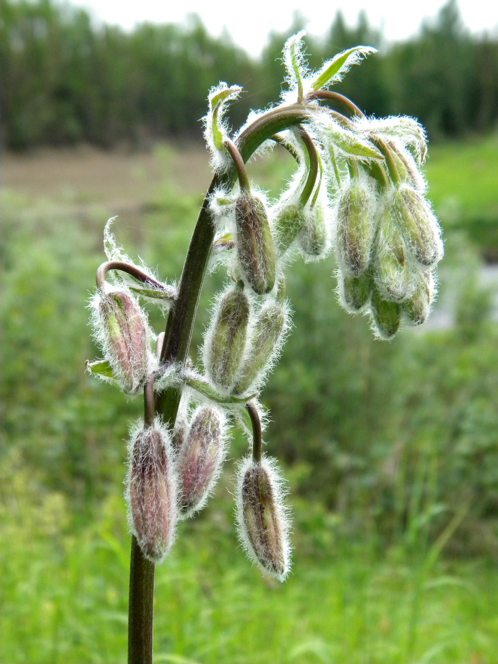 Изображение особи Lilium pilosiusculum.