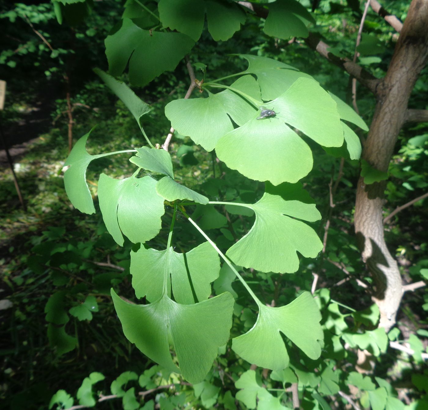 Image of Ginkgo biloba specimen.