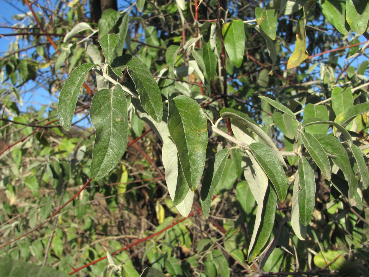 Изображение особи Elaeagnus angustifolia.