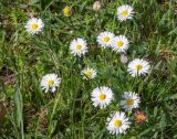 Bellis perennis