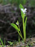 Viola patrinii