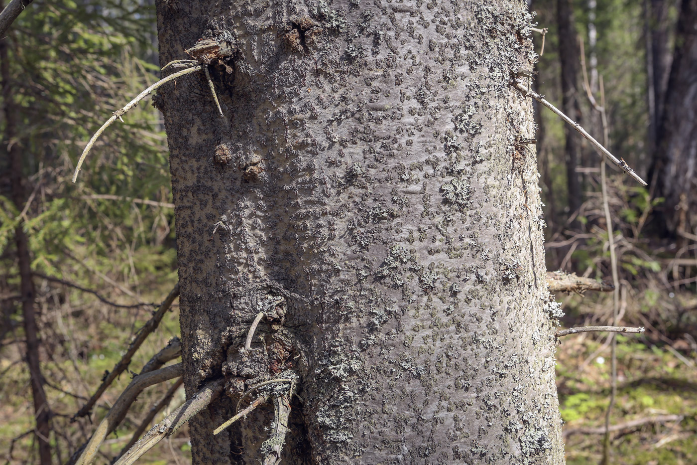Изображение особи Abies sibirica.