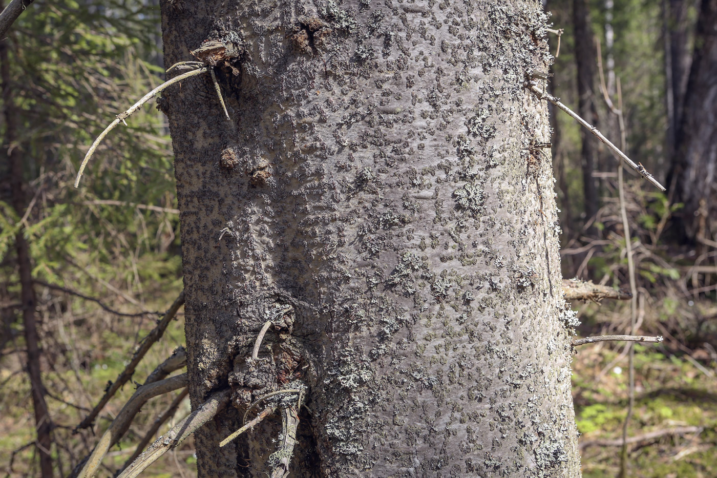 Image of Abies sibirica specimen.