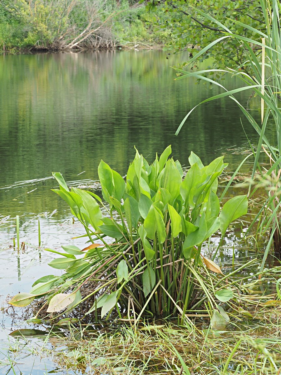 Image of Alisma plantago-aquatica specimen.