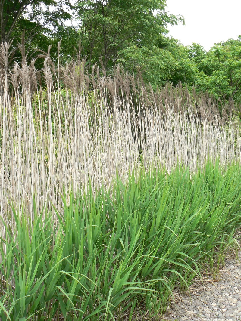 Изображение особи Phragmites australis.