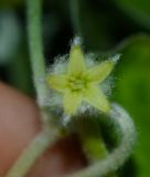 Dichondra argentea. Цветок. Израиль, Шарон, г. Герцлия, цветник. 30.08.2015.