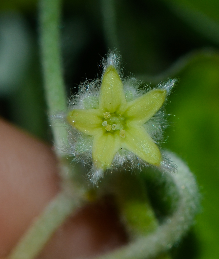 Изображение особи Dichondra argentea.