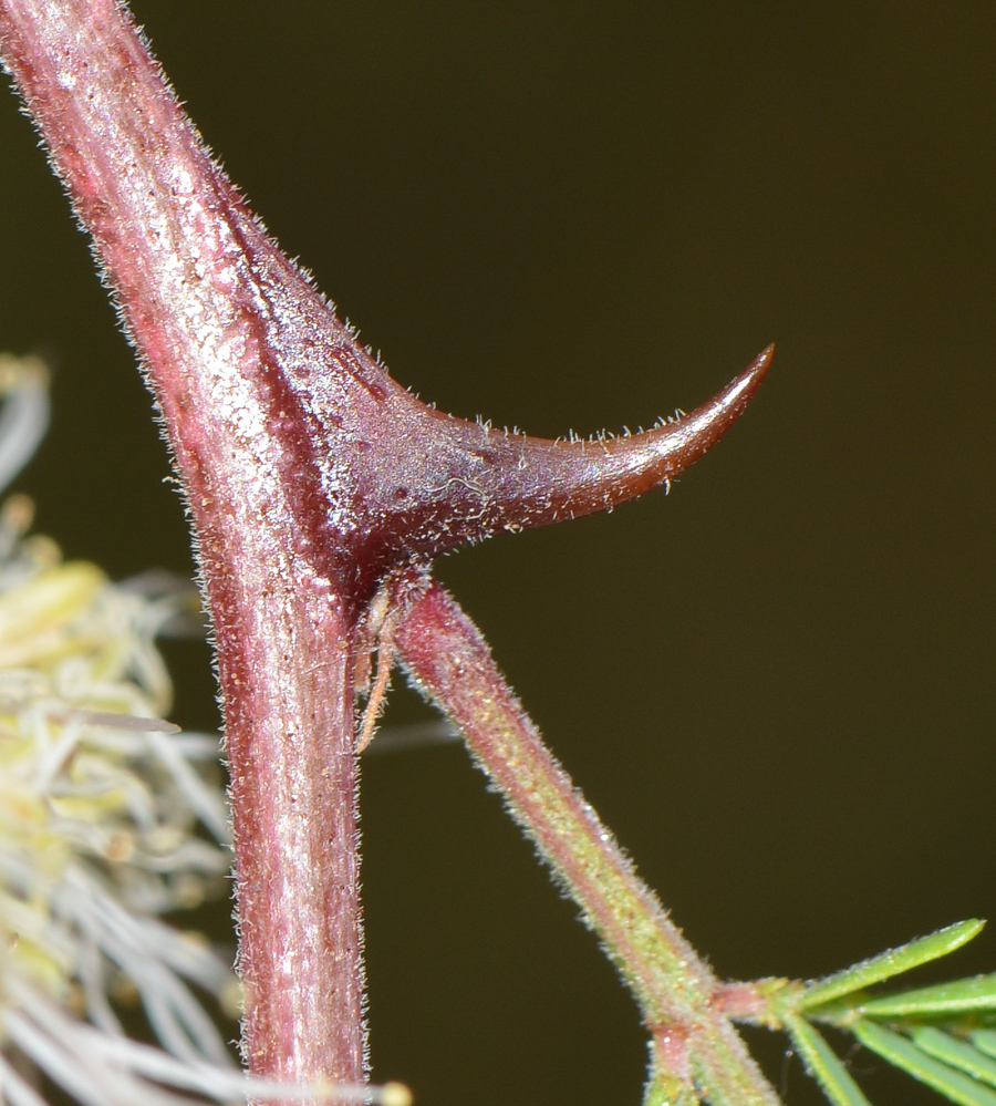 Изображение особи Mimosa aculeaticarpa.