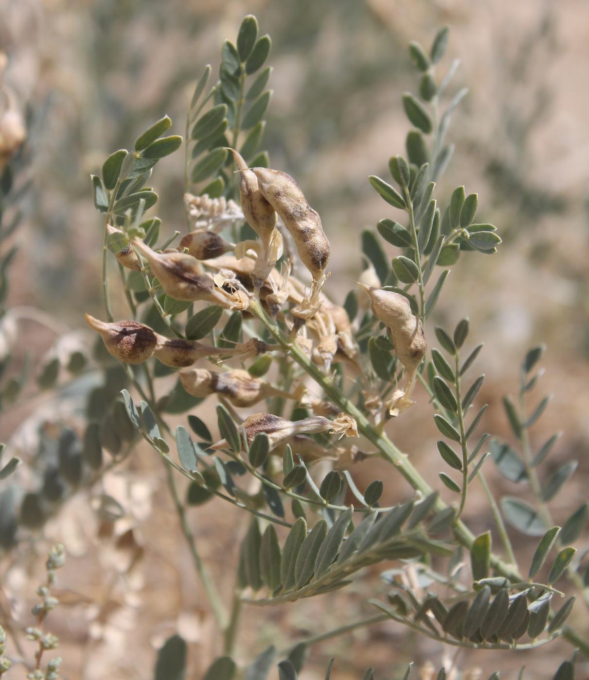 Image of Goebelia pachycarpa specimen.