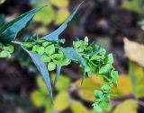 Atriplex sagittata. Часть соплодия. Новосибирск. 15.10.2010.