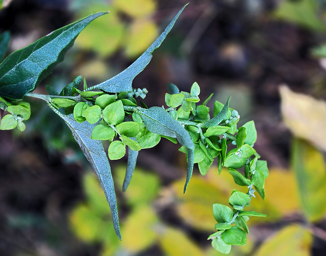 Изображение особи Atriplex sagittata.