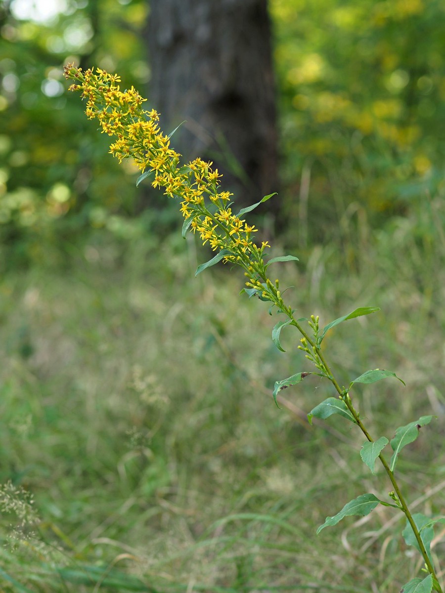 Изображение особи Solidago virgaurea.