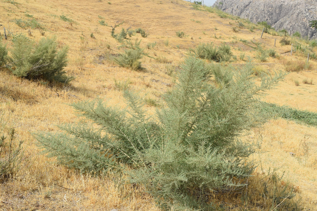 Изображение особи Salsola dendroides.