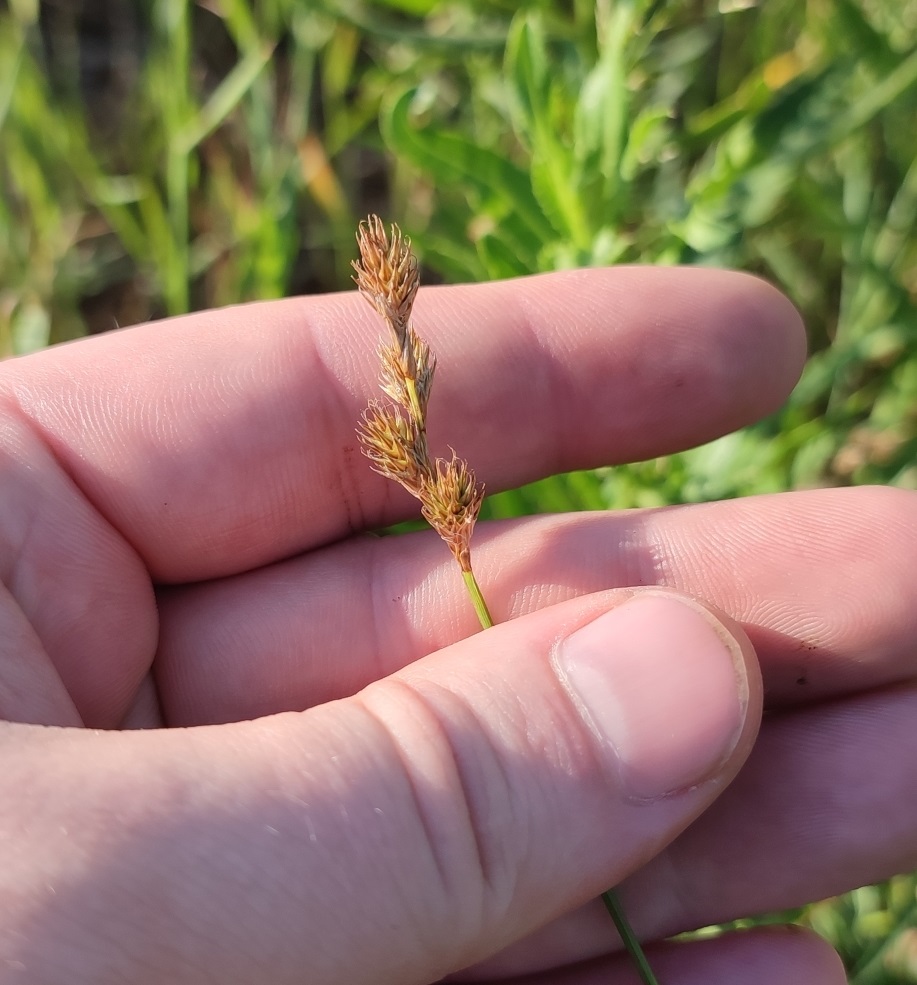 Изображение особи Carex leporina.