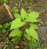 Salvia glutinosa