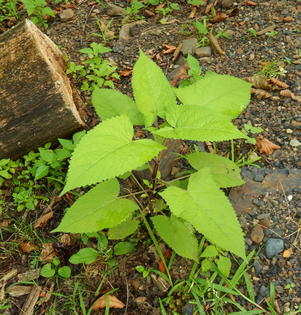 Изображение особи Salvia glutinosa.