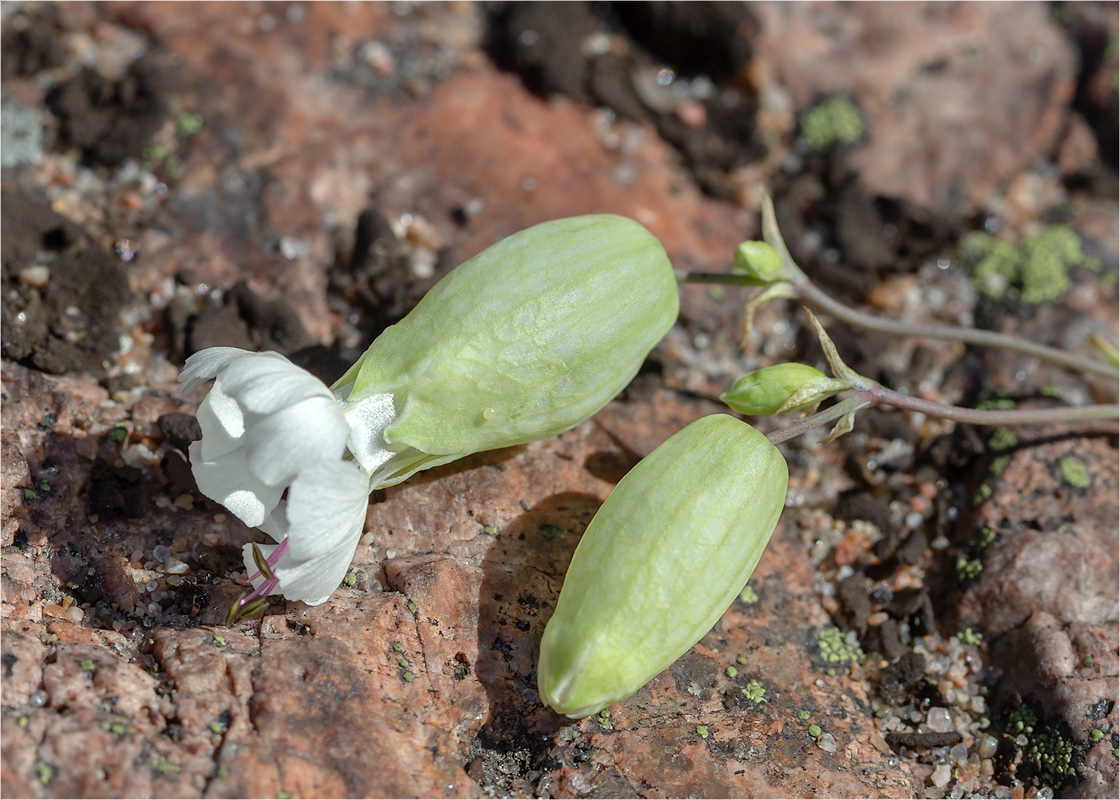 Изображение особи Oberna littoralis.