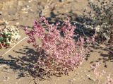 Salsola sclerantha