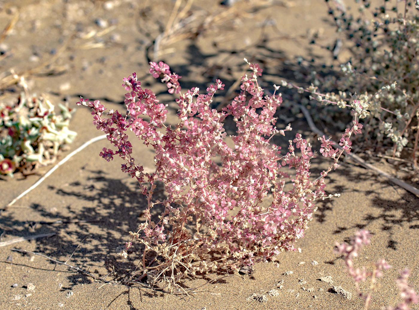 Изображение особи Salsola sclerantha.