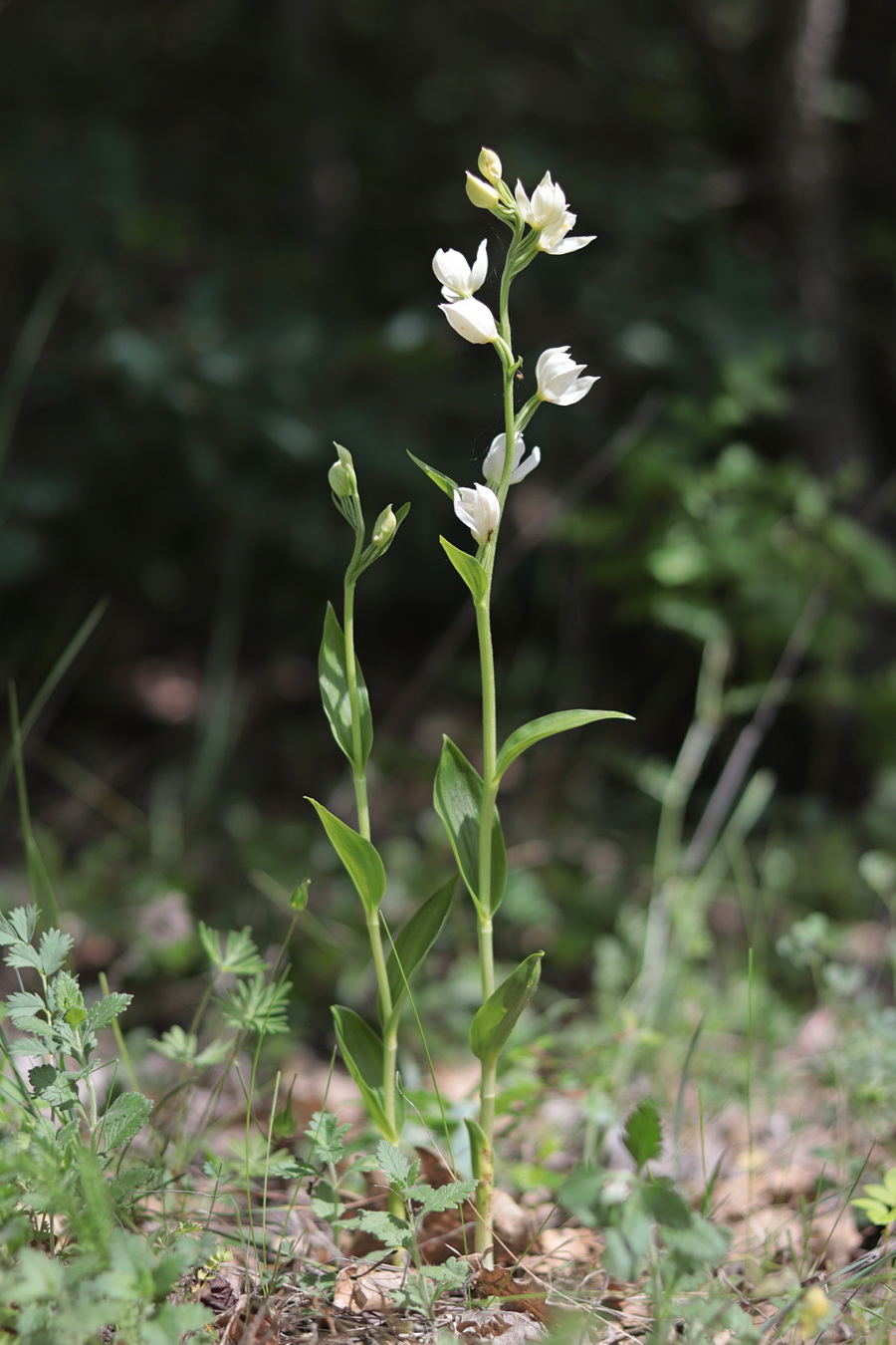 Image of Cephalanthera damasonium specimen.