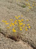 Anthemis tinctoria. Цветущие растения на антропогенном известняковом щебнистом обнажении на склоне. Ленинградская обл., Ломоносовский р-н, Кирхгофские высоты, Туттари-парк. 11.07.2010.