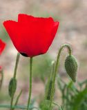 Papaver umbonatum. Верхушка побега с бутоном и цветок. Израиль, г. Бат-Ям, в пром. зоне. 13.03.2019.