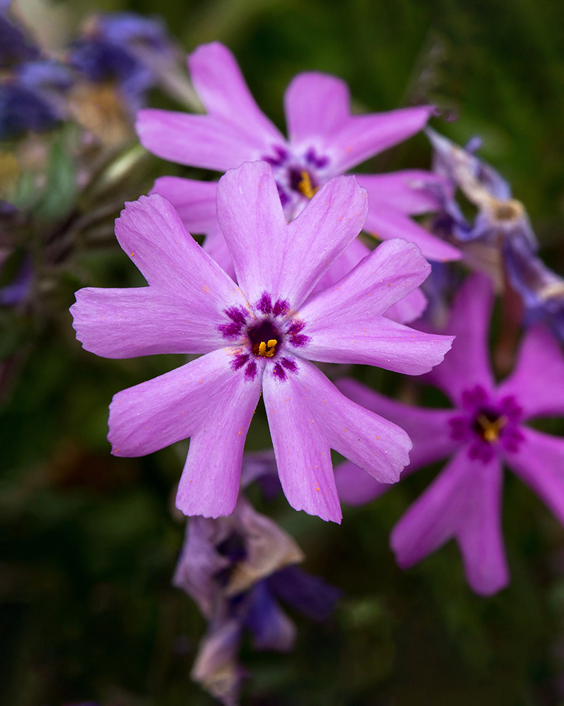 Image of Phlox subulata specimen.