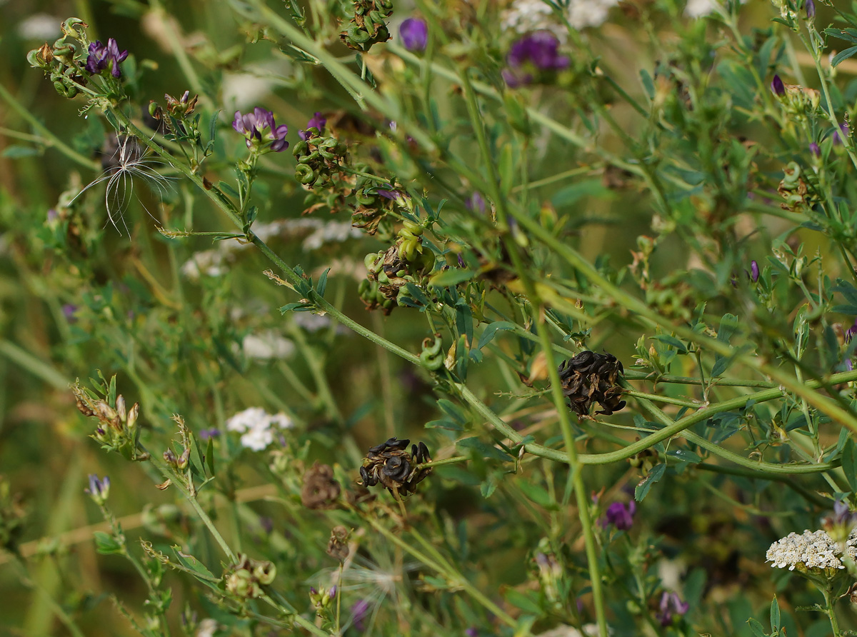 Image of Medicago sativa specimen.