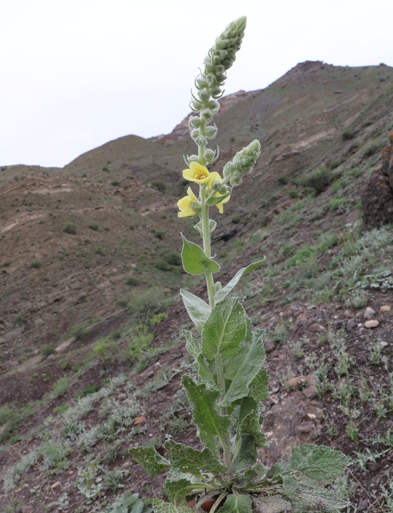 Изображение особи Verbascum formosum.