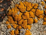 genus Candelariella