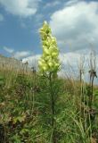 Aconitum confertiflorum