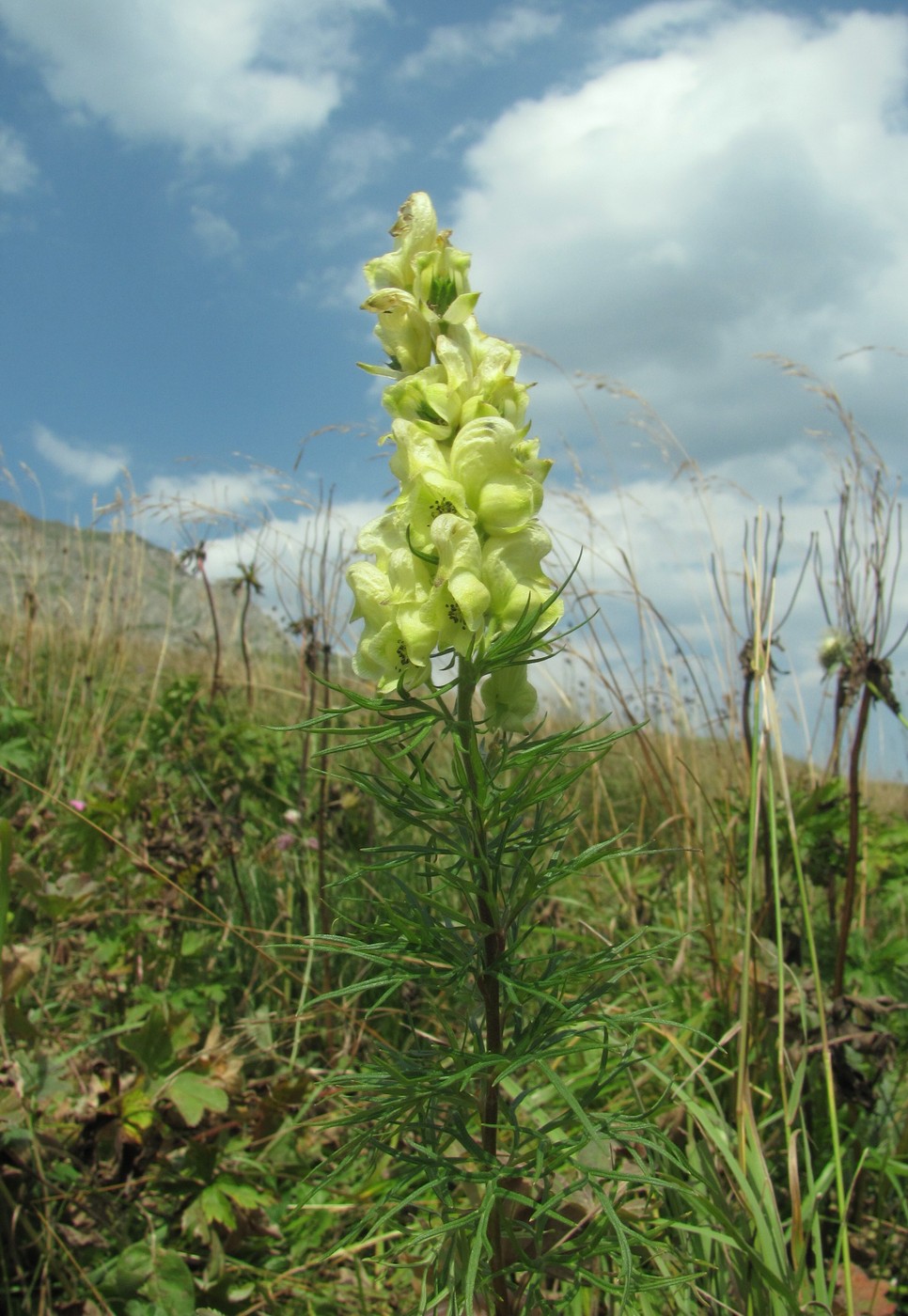 Изображение особи Aconitum confertiflorum.