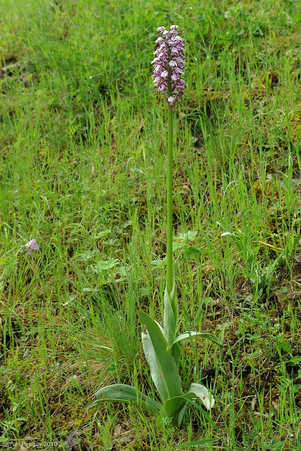 Изображение особи Orchis simia.