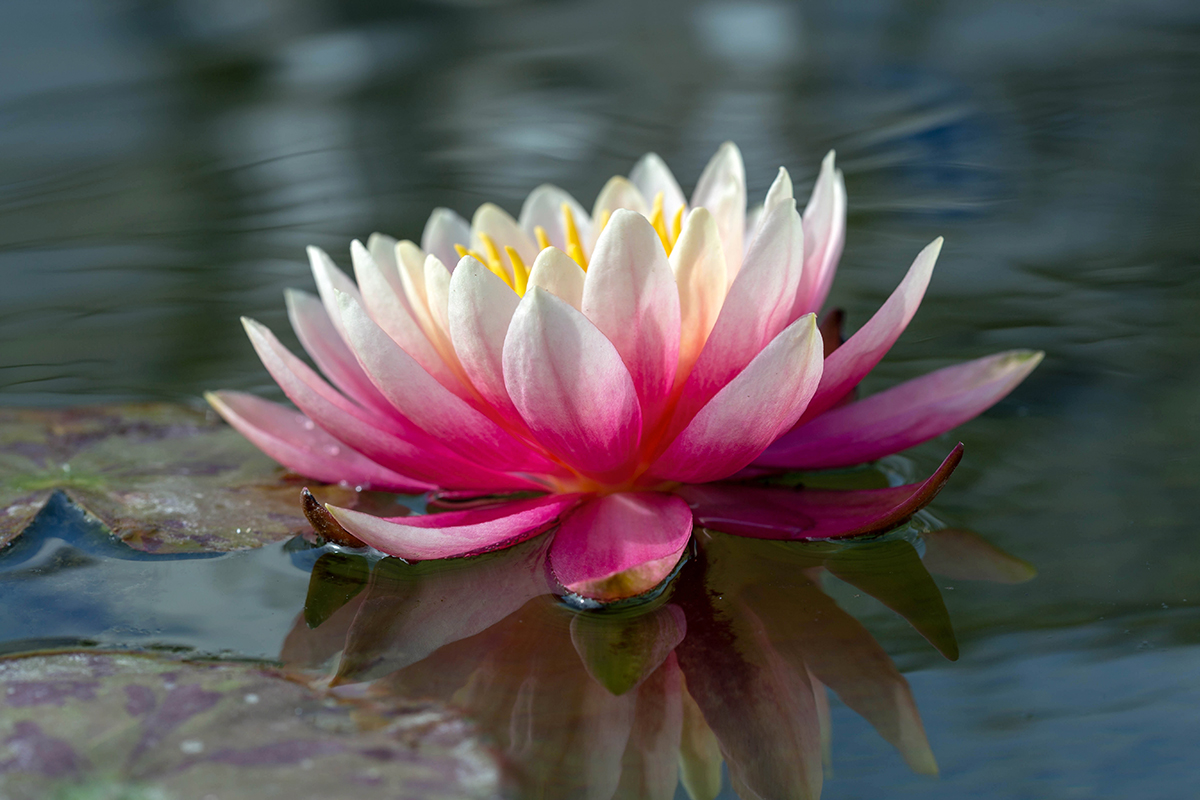 Image of Nymphaea odorata specimen.