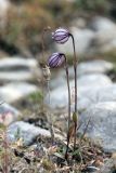 Gastrolychnis uralensis. Цветущие растения. Таймыр, река Мамонт, каменистый берег. 4 августа 2013 г.