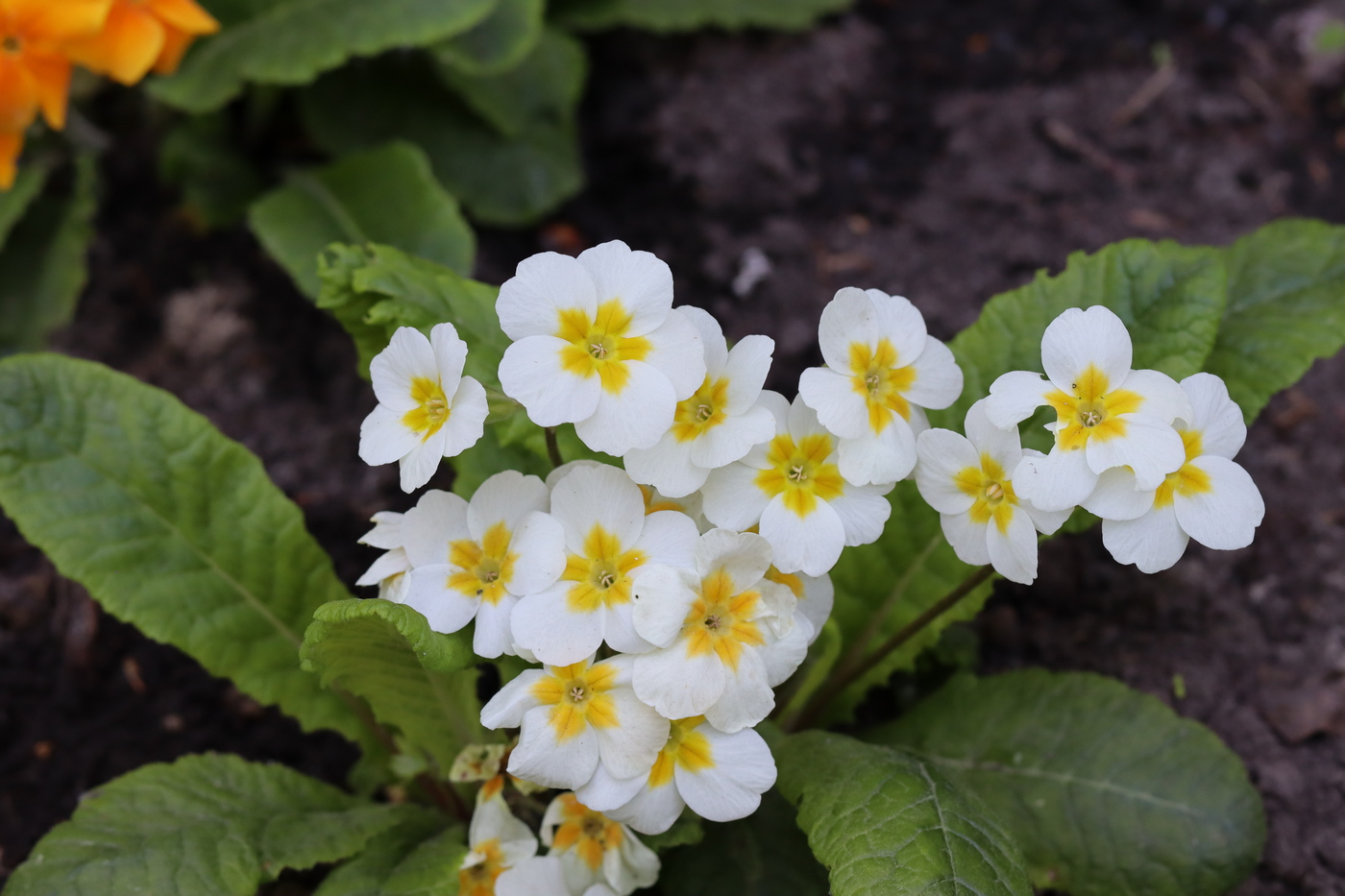 Image of Primula &times; polyantha specimen.