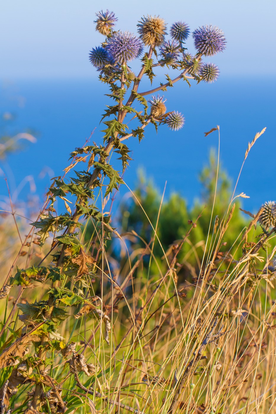 Изображение особи Echinops sphaerocephalus.