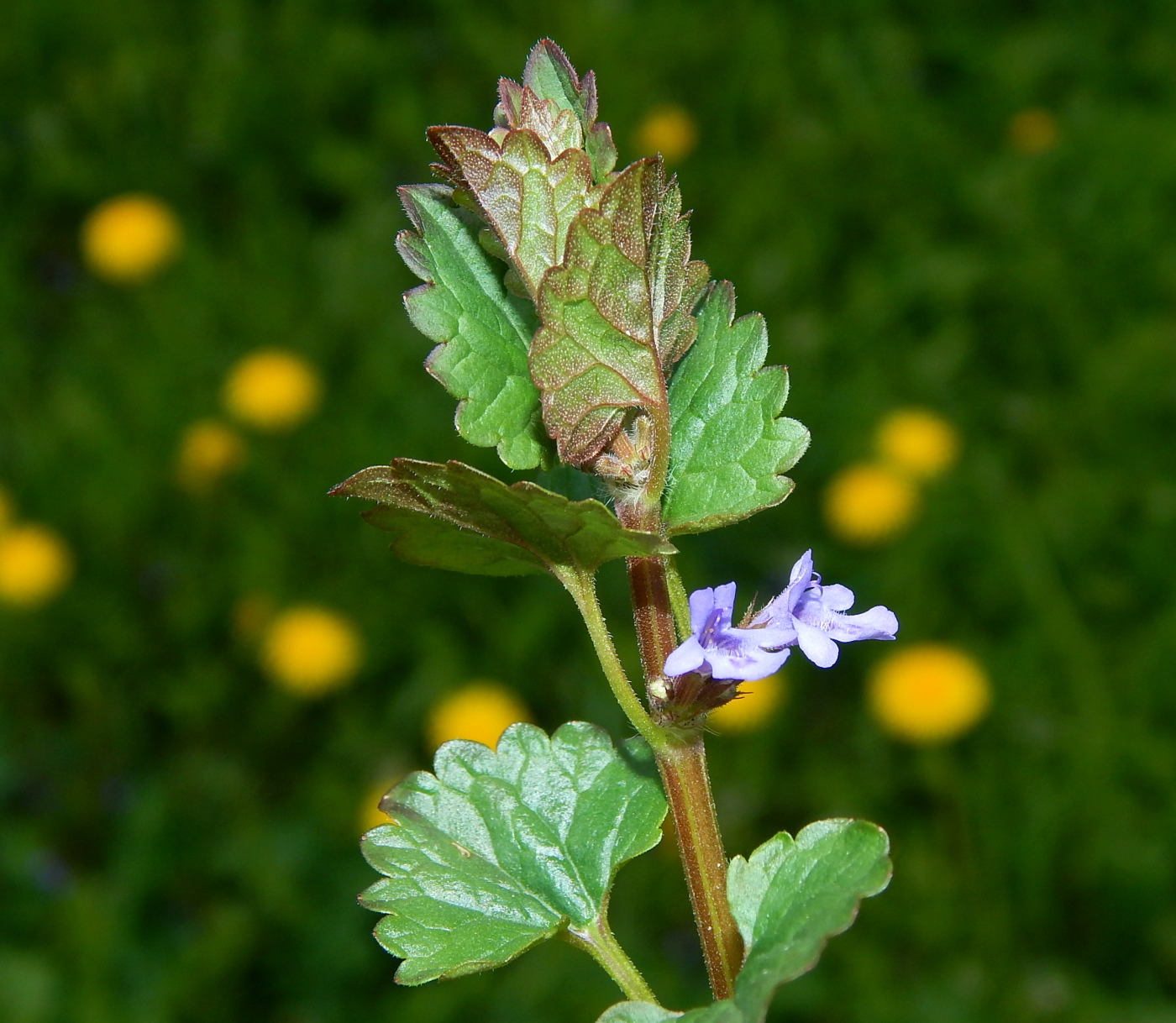 Изображение особи Glechoma hederacea.